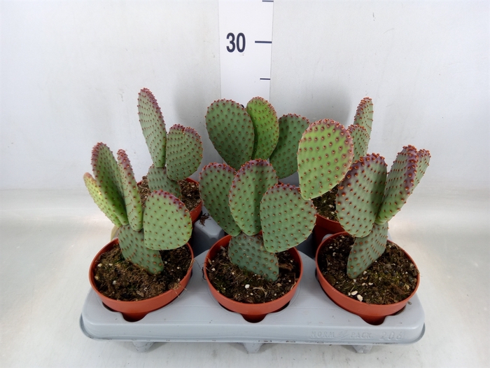 <h4>Opuntia microdasys</h4>