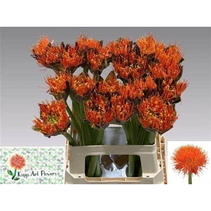 Scadoxus M King O Orange