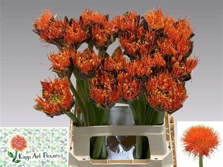 <h4>Scadoxus M King O Orange</h4>