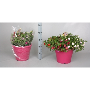 CALIB MINIF GEM POT