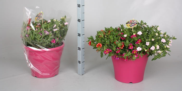<h4>CALIB MINIF GEM POT</h4>