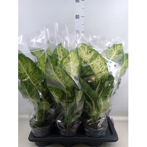 Dieffenbachia  'Mars'