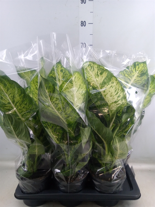 <h4>Dieffenbachia  'Mars'</h4>