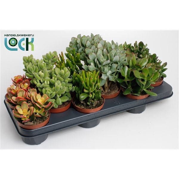 <h4>Crassula Mix</h4>