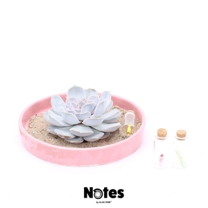 ROOTLESS Echeveria Ibiza, pink bowl - NOTES