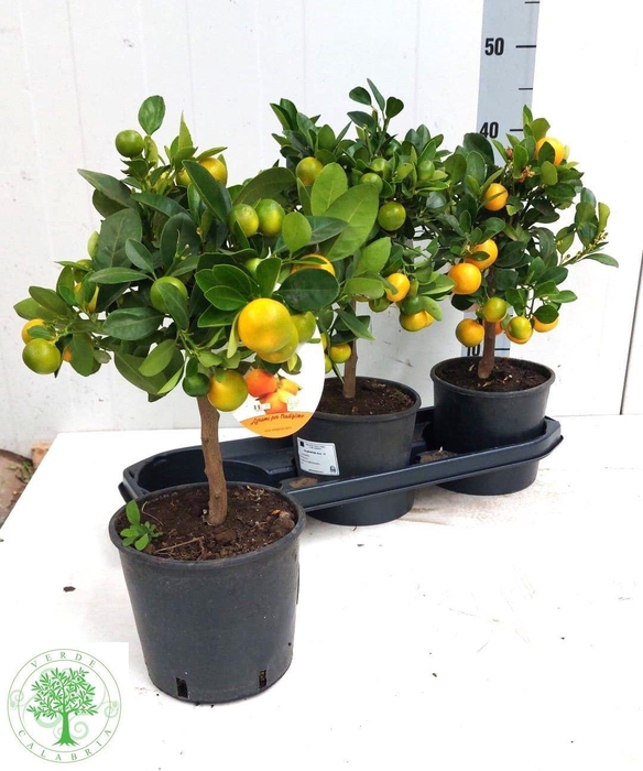 <h4>CITR MARGARITA</h4>