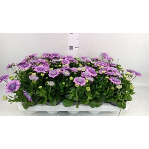Osteospermum  '3D Pink'