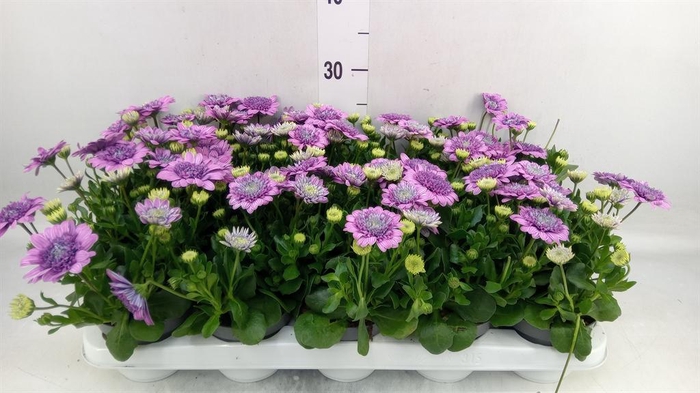 <h4>Osteospermum  '3D Pink'</h4>