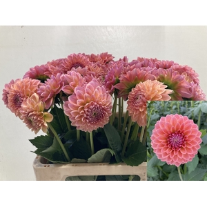 Dahlia Lindas Baby Punthuis