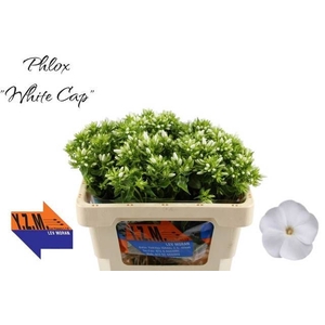 PHLOX P WHITECAP