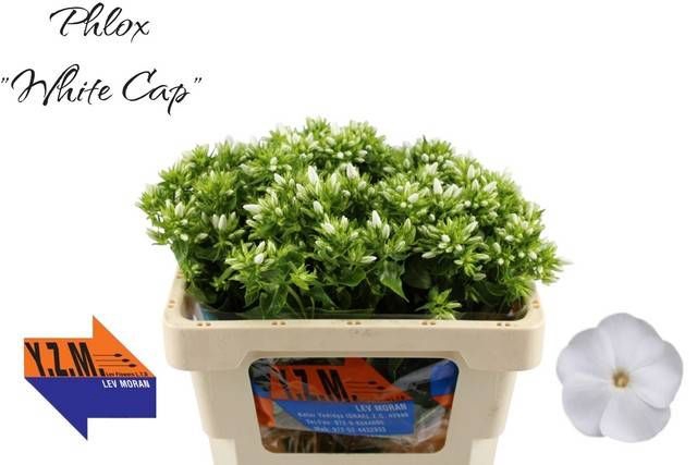 <h4>PHLOX P WHITECAP</h4>