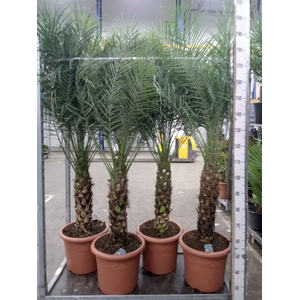 Phoenix roebelenii