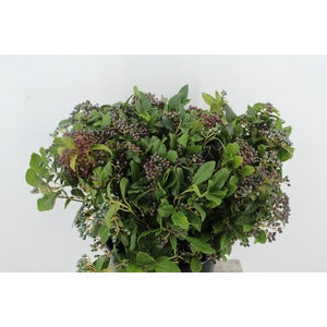 VIBURNUM TINUS BERRY