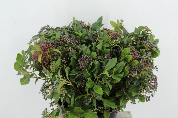 VIBURNUM TINUS BERRY