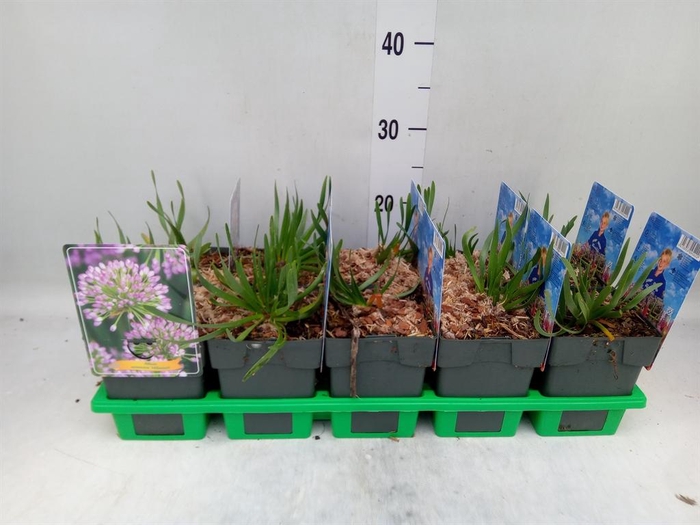 <h4>Allium  'Millenium'</h4>