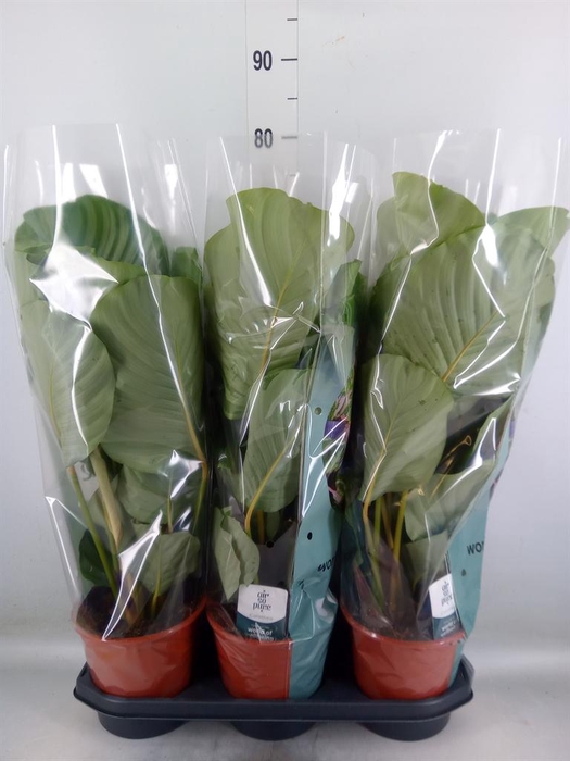<h4>Calathea orbifolia</h4>