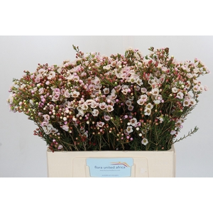 Chamelaucium Moonlight Delight