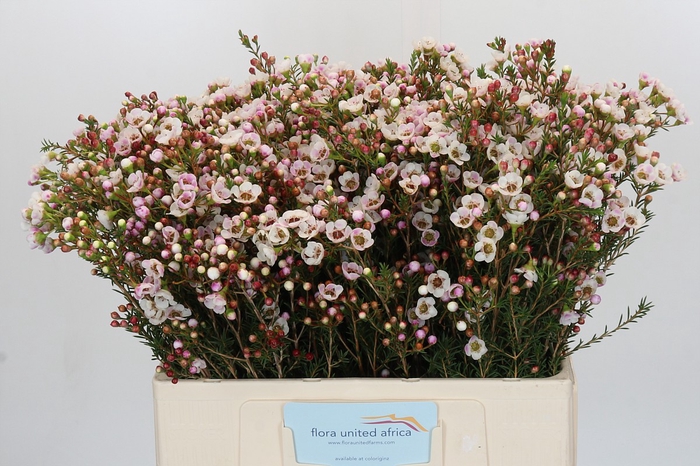 <h4>Chamelaucium Moonlight Delight</h4>