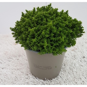 Hebe Green Globe