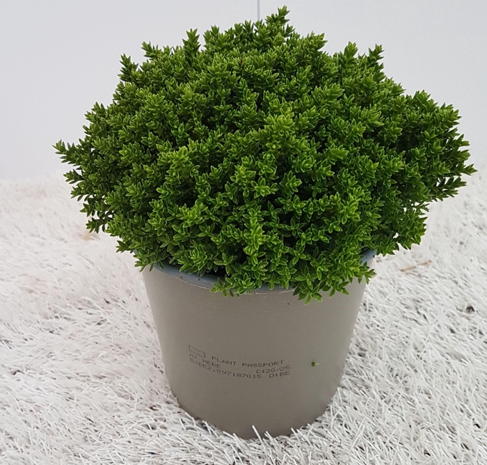 <h4>Hebe Green Globe</h4>