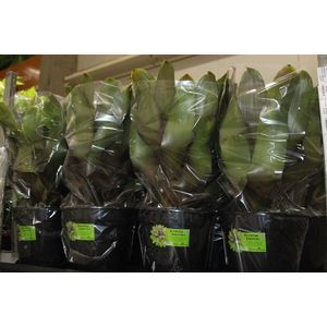 BROMELIA IMPERIAL P27 VERDE/VERMELHO