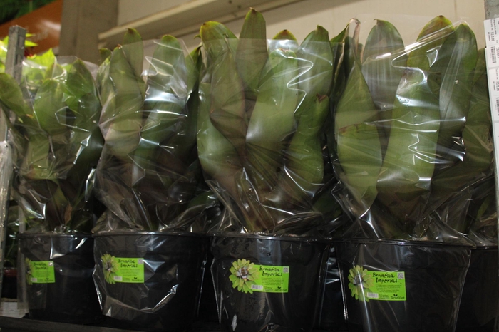 <h4>BROMELIA IMPERIAL P27 VERDE/VERMELHO</h4>