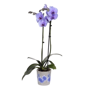 Fiore Purple Phal I Am Purple 2T14+