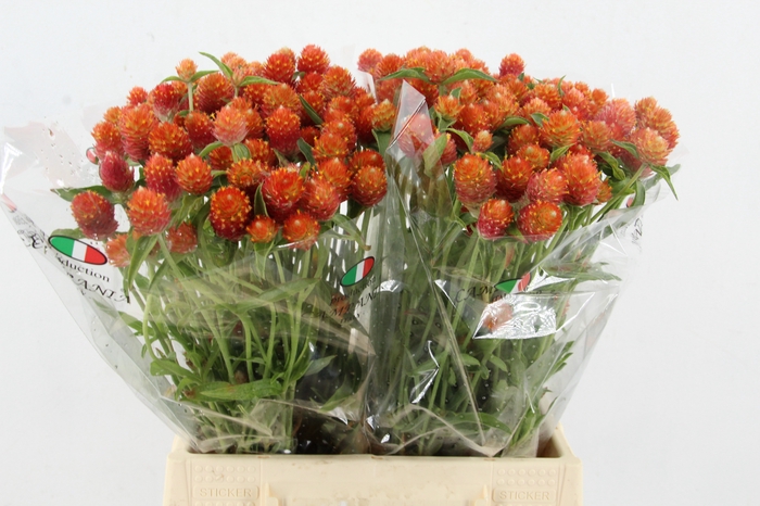 <h4>GOMPHRENA ORANGE</h4>