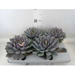 Pachyphytum  'Draco'