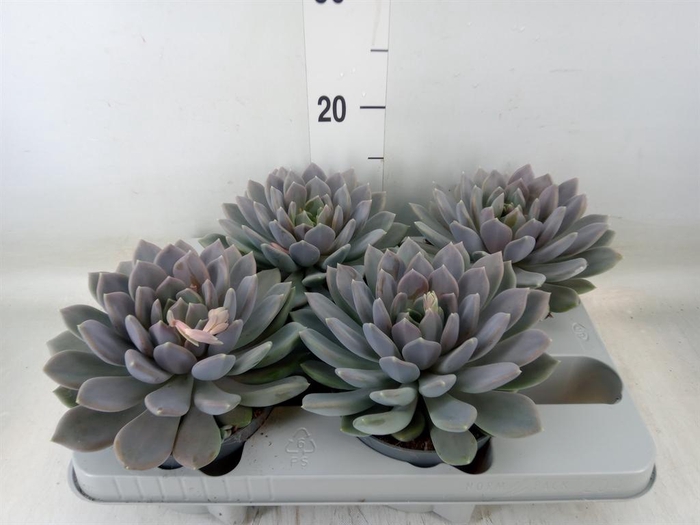 <h4>Pachyphytum  'Draco'</h4>