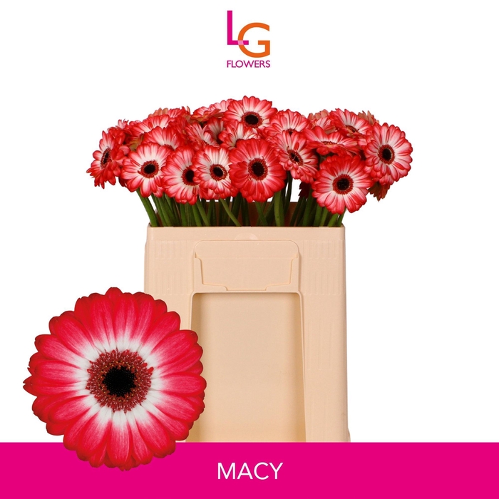 <h4>GE MI MACY</h4>