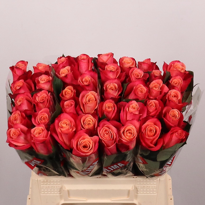 <h4>R GR HELENE</h4>