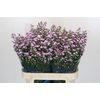 Aster Baby Pink Pearl