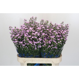 Aster Baby Pink Pearl