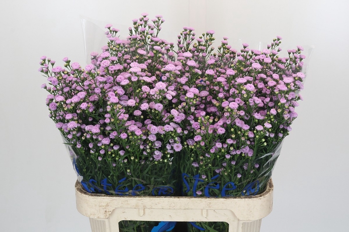 Aster Baby Pink Pearl
