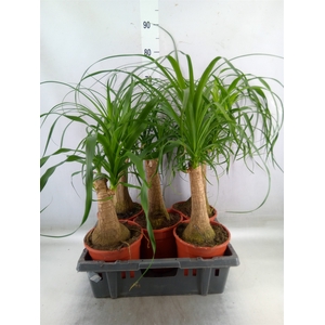 Beaucarnea recurvata