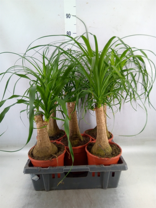 <h4>Beaucarnea recurvata</h4>