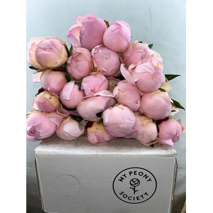 Paeonia Florence Nicholls