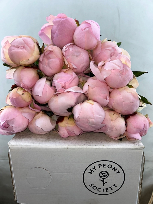 <h4>Paeonia Florence Nicholls</h4>