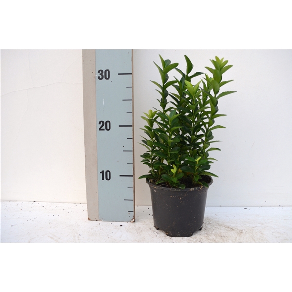 <h4>Euonymus japonicus Pulchellus</h4>