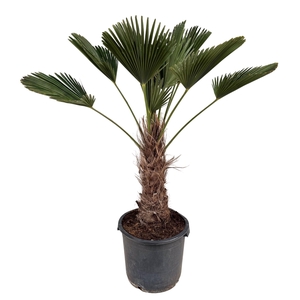 Trachycarpus wagnerianus P35