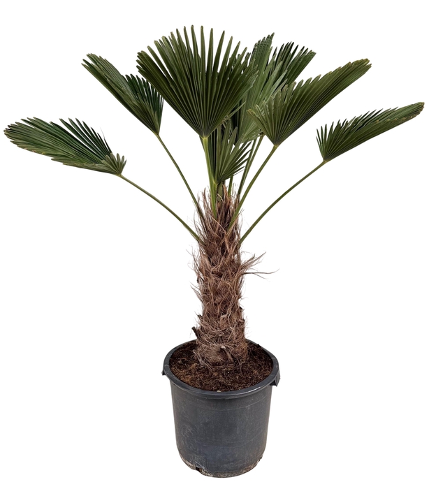 <h4>Trachycarpus wagnerianus P35</h4>