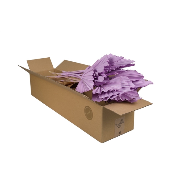 Droogbloemen-Palmspear Lilac Misty