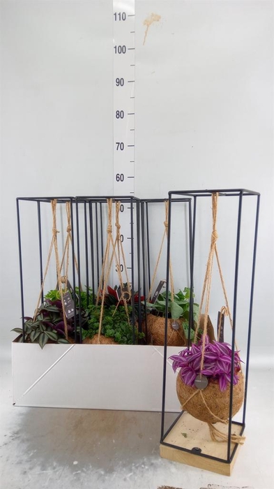 <h4>Planten Groen   ...mix  5</h4>