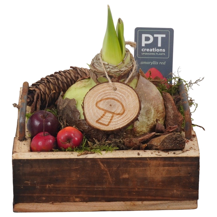 <h4>Arr.  Hippeastrum  L%</h4>