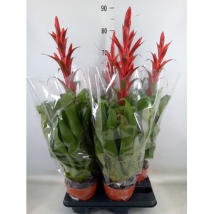 Tillandsia  'Naomi'