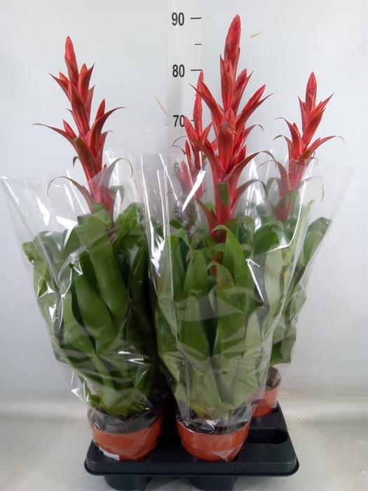 <h4>Tillandsia  'Naomi'</h4>