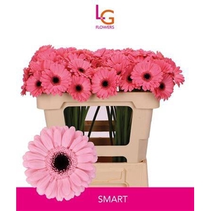 Ge Mi Smart