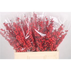 Ilex Verticilata Red Extra X5