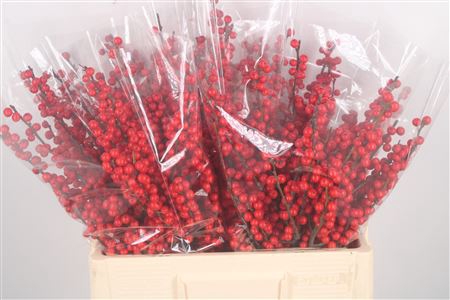 <h4>Ilex Verticilata Red Extra X5</h4>